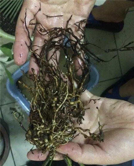 切除腐烂部分