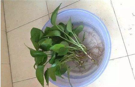 绿萝的根