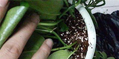 绿萝