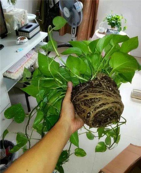 绿萝烂根