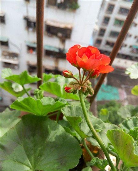 诀窍二:施肥 诀窍二:施肥