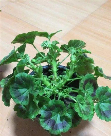 摘心后 摘心后
