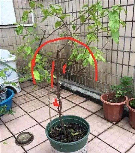 修剪枝条