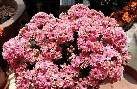 花后修剪