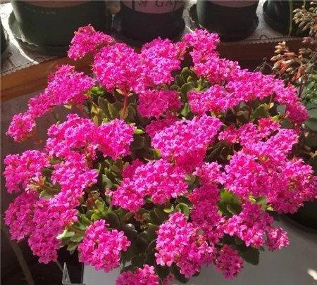 诀窍三：施肥光照