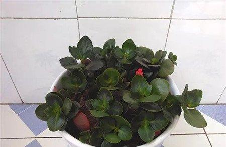 持续摘心后