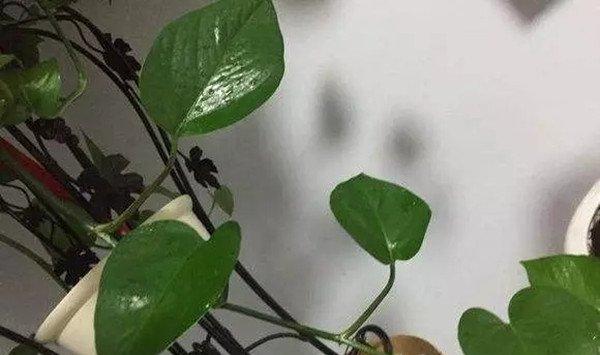 啤酒做花肥的用法