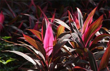 朱蕉扦插繁殖的时间