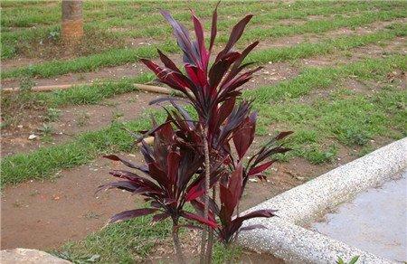 朱蕉的扦插繁殖方法