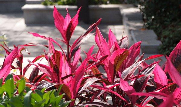 朱蕉的扦插繁殖