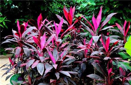 朱蕉的插穗选择