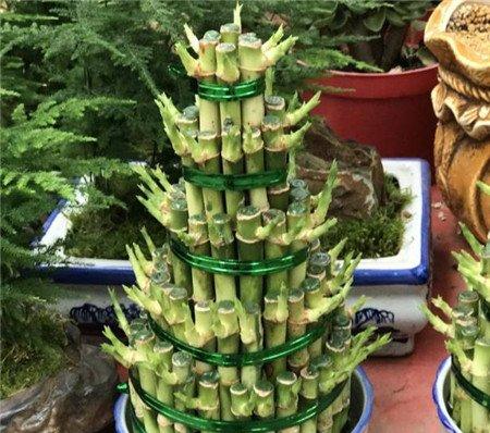 富贵竹 富贵竹