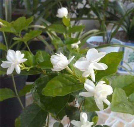 茉莉花 茉莉花