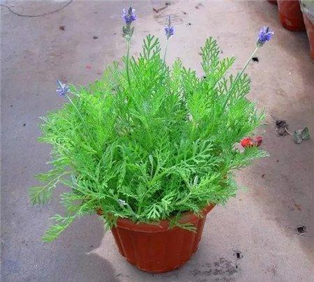 薰衣草 薰衣草