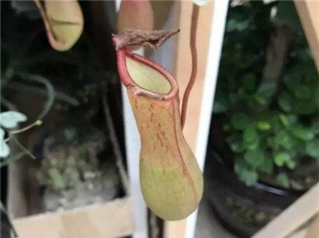 猪笼草 猪笼草