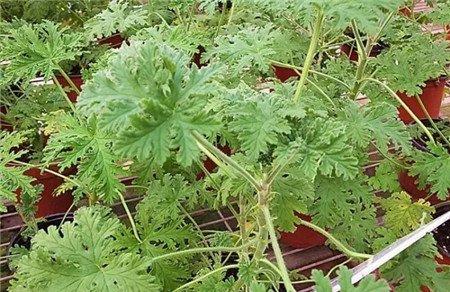 驱蚊草 驱蚊草