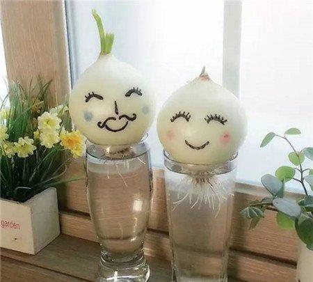 洋葱
