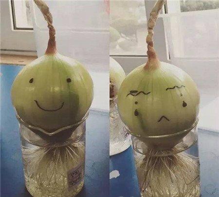 洋葱