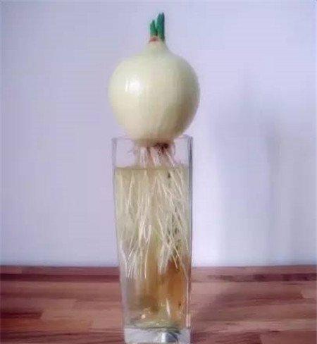 洋葱