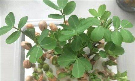 花生的新芽