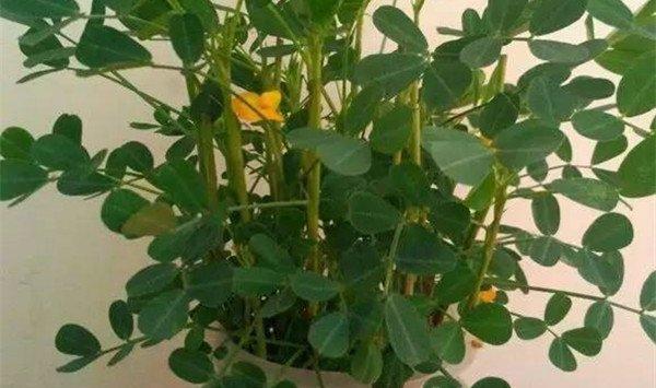 花生水培，蔬菜变盆栽，你还只当他是个菜吗