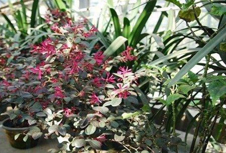 红花继木的花叶病