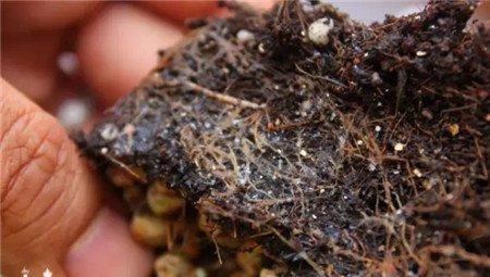 根粉蚧壳虫