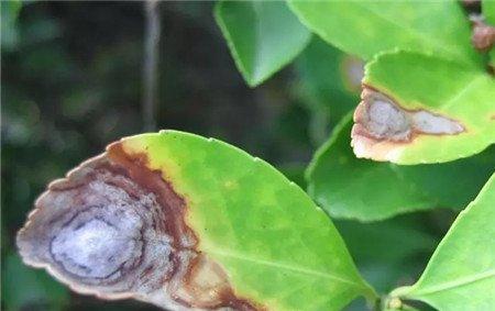 茉莉花叶片出现圆形黑褐色斑点
