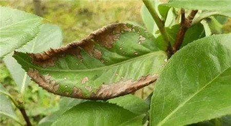 茉莉花叶片出现圆形黑褐色斑点