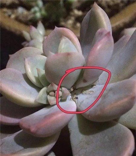 多肉普通蚧壳虫