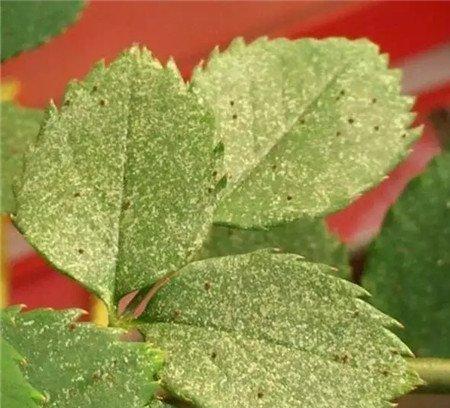 长寿花叶片变黄、叶片脱落