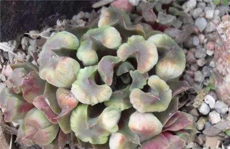 长生草小怪兽 长生草小怪兽