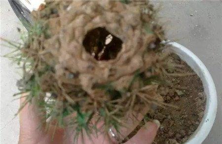 假仙人球 假仙人球
