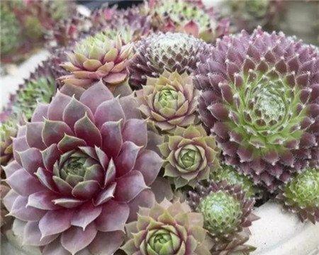长生草 长生草