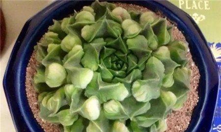 奇葩长生草 奇葩长生草