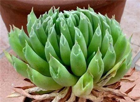 百惠 百惠