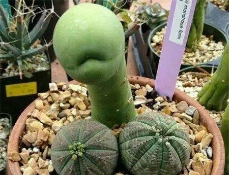 超污的仙人球 超污的仙人球