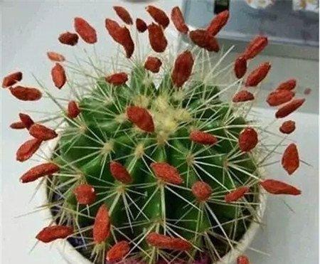 逗比仙人球 逗比仙人球