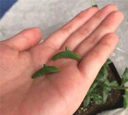 多肉海豚