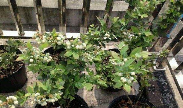 阳台盆栽蓝莓的养殖方法
