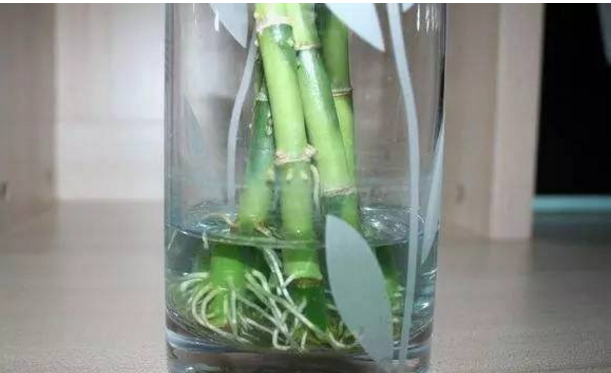 富贵竹生根