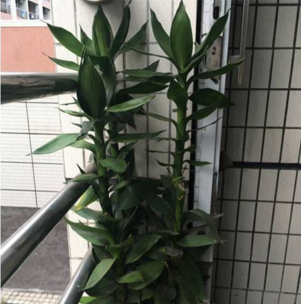富贵竹土培