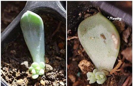 生小芽