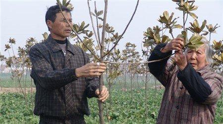 广玉兰树形选择