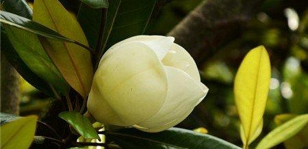 广玉兰播种期 广玉兰播种期