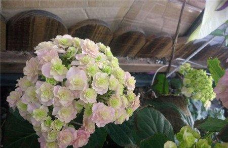 蓝色绣球花