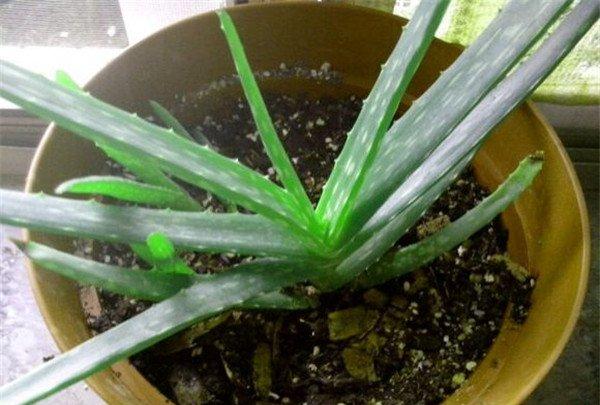 芦荟种植