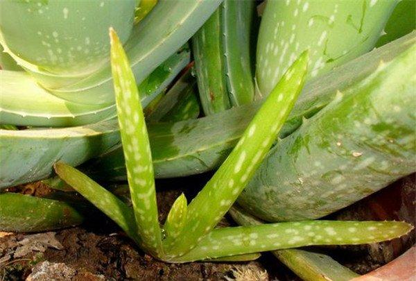芦荟小苗