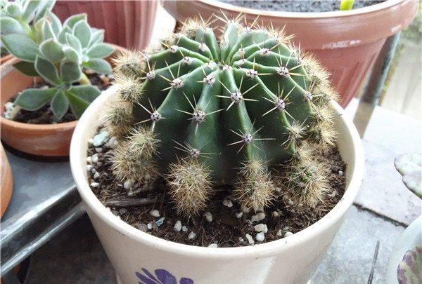 仙人球