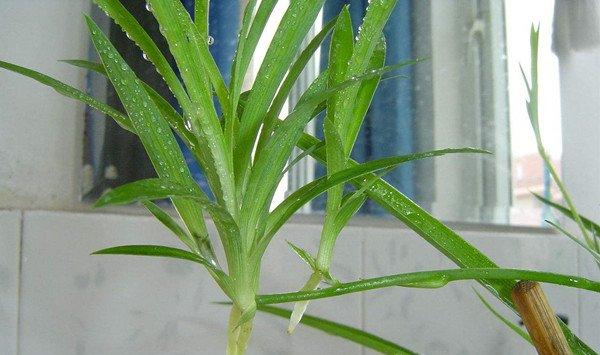 不用扦插播种，这6种花自己就那个挤爆盆